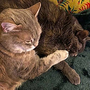 Perlou Et Grisou a rejoint le concours — aidez-le/la à gagner de superbes lots ! animal, blanket, cat, close_up, companion, cozy, cute, domestic_animal, feline, friendship, fur, indoor, paw, pet, relaxation, resting, sleeping, soft_texture, two_cats, warmth