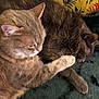 animal, blanket, cat, close_up, companion, cozy, cute, domestic_animal, feline, friendship, fur, indoor, paw, pet, relaxation, resting, sleeping, soft_texture, two_cats, warmth