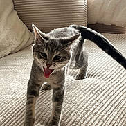 Oka a rejoint le concours — aidez-le/la à gagner de superbes lots ! cat, kitten, gray_tabby, tongue_out, cute, pet, indoor, couch, furniture, cozy, striped, small, young, playful, animal, feline, walking, home, tabby, fur