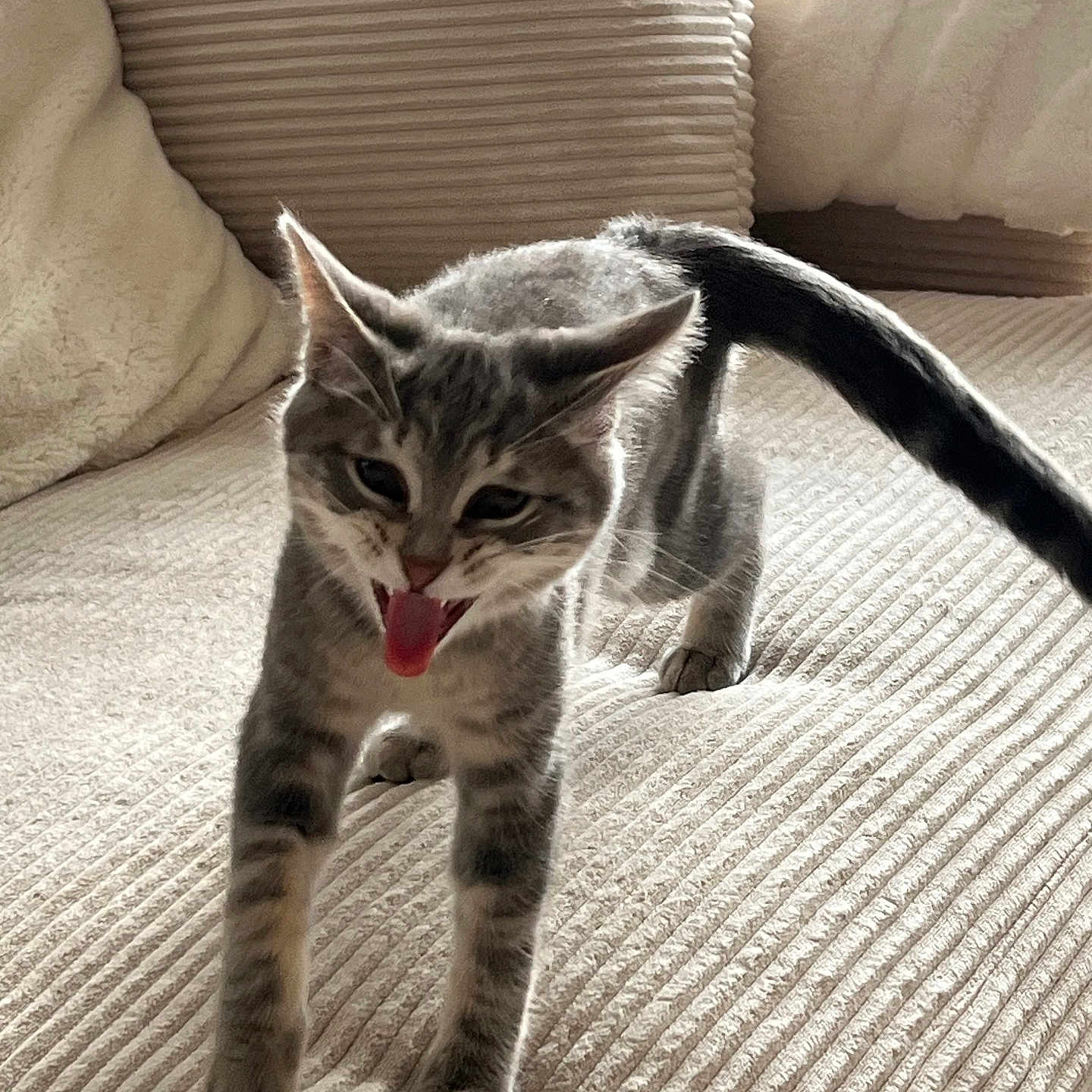 Oka a rejoint le concours — aidez-le/la à gagner de superbes lots ! animal, cat, couch, cozy, cute, feline, fur, furniture, gray_tabby, home, indoor, kitten, pet, playful, small, striped, tabby, tongue_out, walking, young