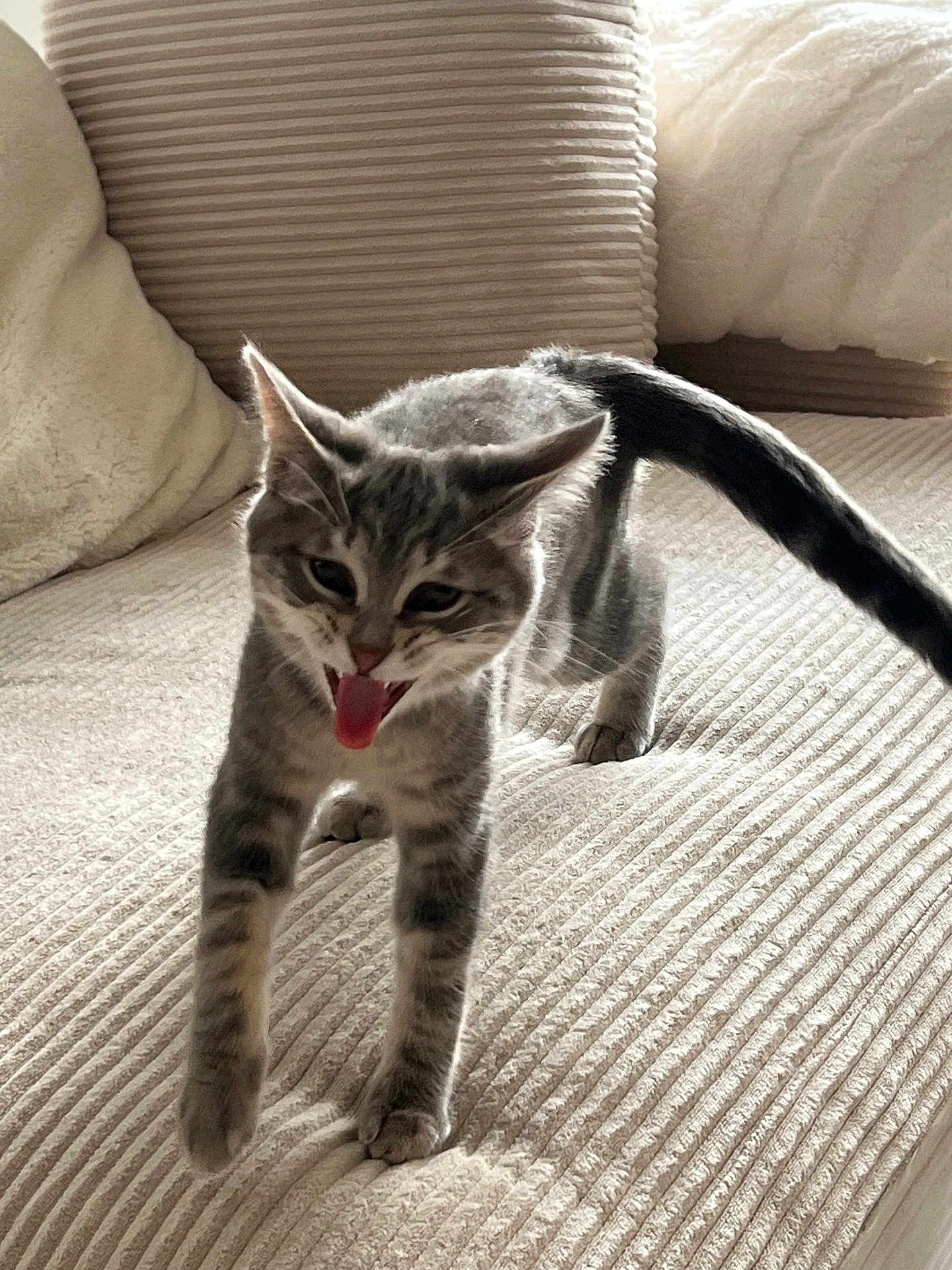 Oka a rejoint le concours — aidez-le/la à gagner de superbes lots ! cat, kitten, gray_tabby, tongue_out, cute, pet, indoor, couch, furniture, cozy, striped, small, young, playful, animal, feline, walking, home, tabby, fur