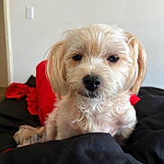 Toby joined the competition — help win amazing prizes! animal, bed, blanket, canine, closeup, companion, cozy, cute, cute_pet, dog, domestic, expression, fluffy, fur, indoor, light, pet, portrait, resting, small_dog