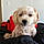 Toby
