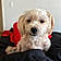 Toby