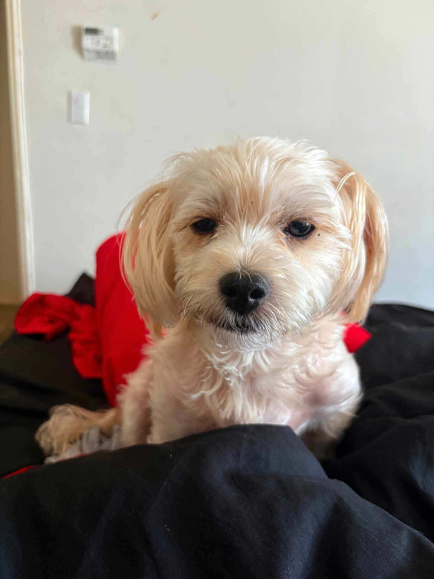 Toby
