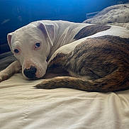 Liberty is registered to the contest to win money with this photo: animal, bed, blanket, brindle, comfort, cozy, curled_up, cute, dog, fur, indoor, looking, napping, natural_light, pet, relaxed, resting, tail, white, window