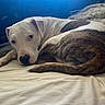 animal, bed, blanket, brindle, comfort, cozy, curled_up, cute, dog, fur, indoor, looking, napping, natural_light, pet, relaxed, resting, tail, white, window