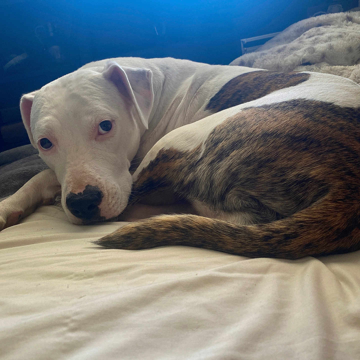 Liberty is registered to the contest to win money with this photo: animal, bed, blanket, brindle, comfort, cozy, curled_up, cute, dog, fur, indoor, looking, napping, natural_light, pet, relaxed, resting, tail, white, window