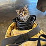 Lazarus is registered to the contest to win money with this photo: kitten, cat, boot, yellow_jacket, floor, vehicle, curious, animal, pet, fur, small, cute, indoor, leather, straps, closeup, gray, brown, tabby, blue_eyes