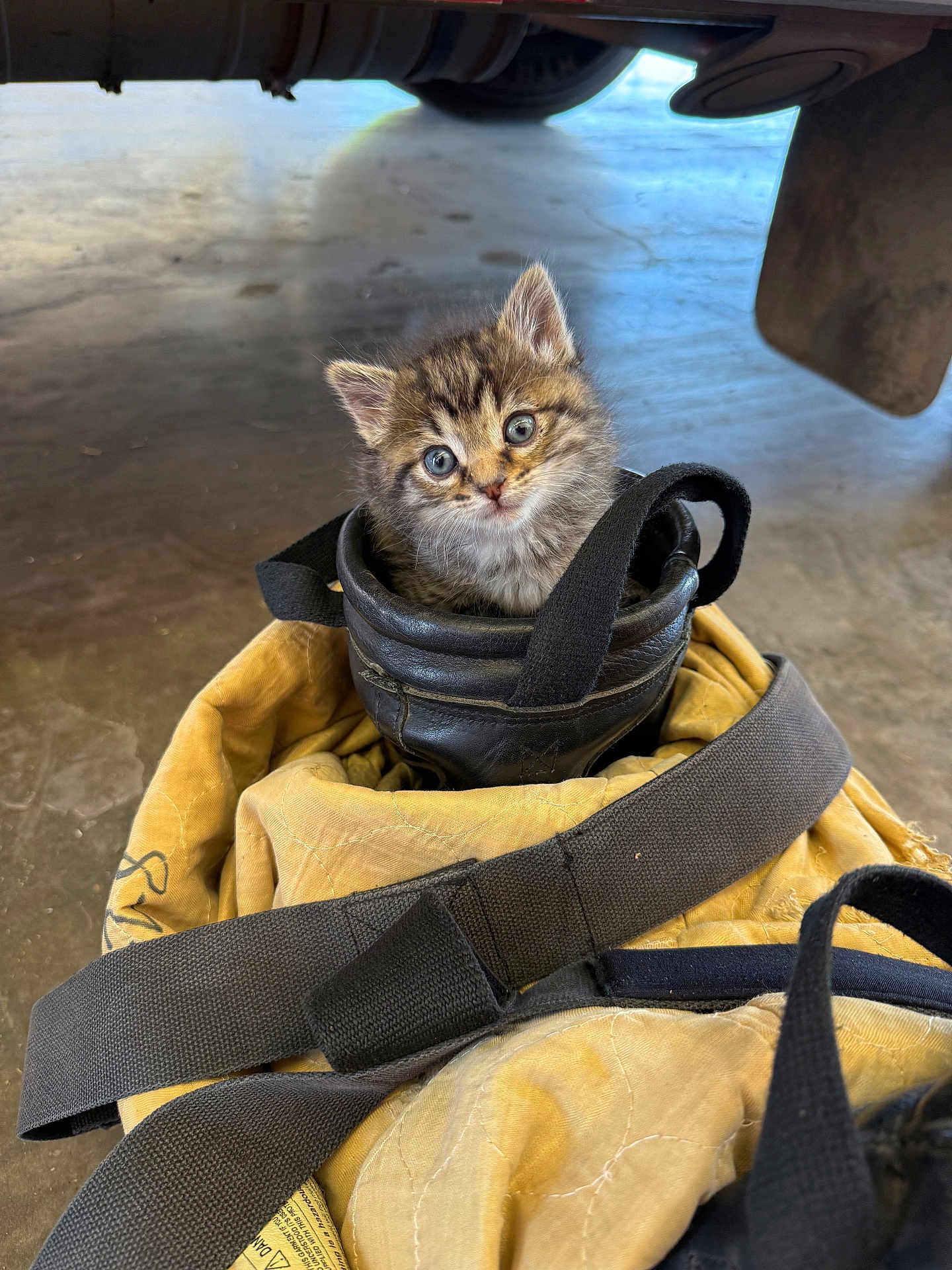 Lazarus is registered to the contest to win money with this photo: kitten, cat, boot, yellow_jacket, floor, vehicle, curious, animal, pet, fur, small, cute, indoor, leather, straps, closeup, gray, brown, tabby, blue_eyes