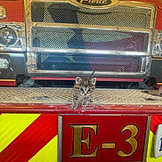 Lazarus joined the competition — help win amazing prizes! kitten, cat, fire_truck, vehicle, bumper, red, yellow, metal, grill, license_plate, animal, pet, indoor, curious, small, cute, front_view, striped, ears, floor