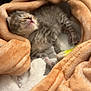 Lazarus is registered to the contest to win money with this photo: kitten, sleeping, blanket, cozy, fur, cute, pet, animal, resting, soft, comfort, tabby, small, young, indoors, warm, snuggled, peaceful, relaxed, feline