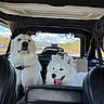 dog, white_dog, car_interior, backseat, person, pet, road_trip, window, sky, clouds, seat, seatbelt, fur, tongue_out, happy, travel, daytime, leash, collar, vehicle
