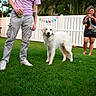 dog, white_dog, grass, person, purple_shirt, can, fence, outdoor, greenery, happy, pet, taking_photo, smartphone, casual, summer, yard, smiling_dog, candid, leisure, backyard