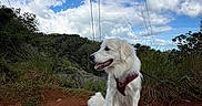 Nova joined the competition — help win amazing prizes! dog, white_dog, sitting, harness, outdoor, nature, grass, dirt_path, blue_sky, clouds, trees, forest, power_lines, canine, pet, animal, daylight, landscape, leash, fur