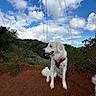 dog, white_dog, sitting, harness, outdoor, nature, grass, dirt_path, blue_sky, clouds, trees, forest, power_lines, canine, pet, animal, daylight, landscape, leash, fur