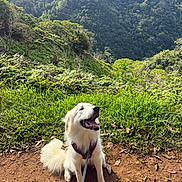 Nova joined the competition — help win amazing prizes! dog, white_dog, happy_dog, outdoor, nature, forest, greenery, hills, mountains, sky, clouds, grass, dirt_path, leash, harness, sitting, pet, animal, scenic, daylight