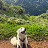 dog, white_dog, happy_dog, outdoor, nature, forest, greenery, hills, mountains, sky, clouds, grass, dirt_path, leash, harness, sitting, pet, animal, scenic, daylight