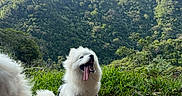 Luna joined the competition — help win amazing prizes! dog, white_dog, fluffy, tongue_out, sitting, leash, harness, dirt_path, grass, leaves, mountains, forest, trees, outdoor, nature, sky, clouds, sunlight, happy, pet