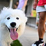 Luna is registered to the contest to win money with this photo: dog, white_dog, fluffy, tongue_out, happy, pet, animal, grass, outdoor, person, sneakers, red_shirt, blurred_background, sidewalk, summer, playful, close_up, fun, cute, canine