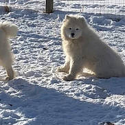 Luna is registered to the contest to win money with this photo: dog, snow, fence, outdoor, winter, fluffy, white_dog, animal, pet, canine, nature, cold, daylight, grass, rural, field, sitting, fur, tail, playful
