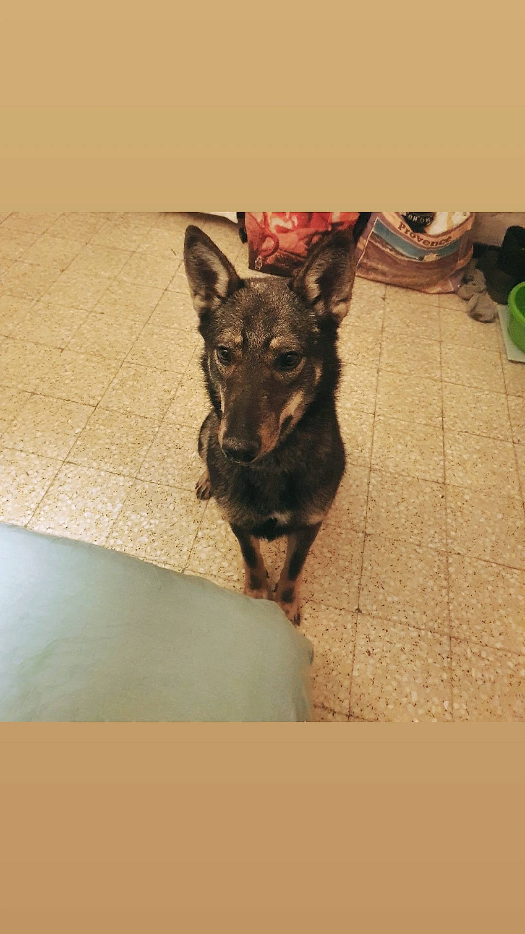 Raja participe au concours pour gagner de l'argent avec cette photo : carnivore, companion_dog, dog, dog_breed, eye, floor, flooring, fur, german_shepherd_dog, guard_dog, houseplant, paw, rectangle, snout, tile_flooring, toy_dog, whiskers, wood, working_animal, working_dog