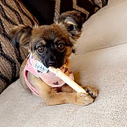 Molly May is registered to the contest to win money with this photo: puppy, dog, pet, bone, chewing, couch, indoor, cute, brown_fur, pink_harness, bib, eyes, ears, nose, paws, cozy, cushions, fabric, relaxing, animal