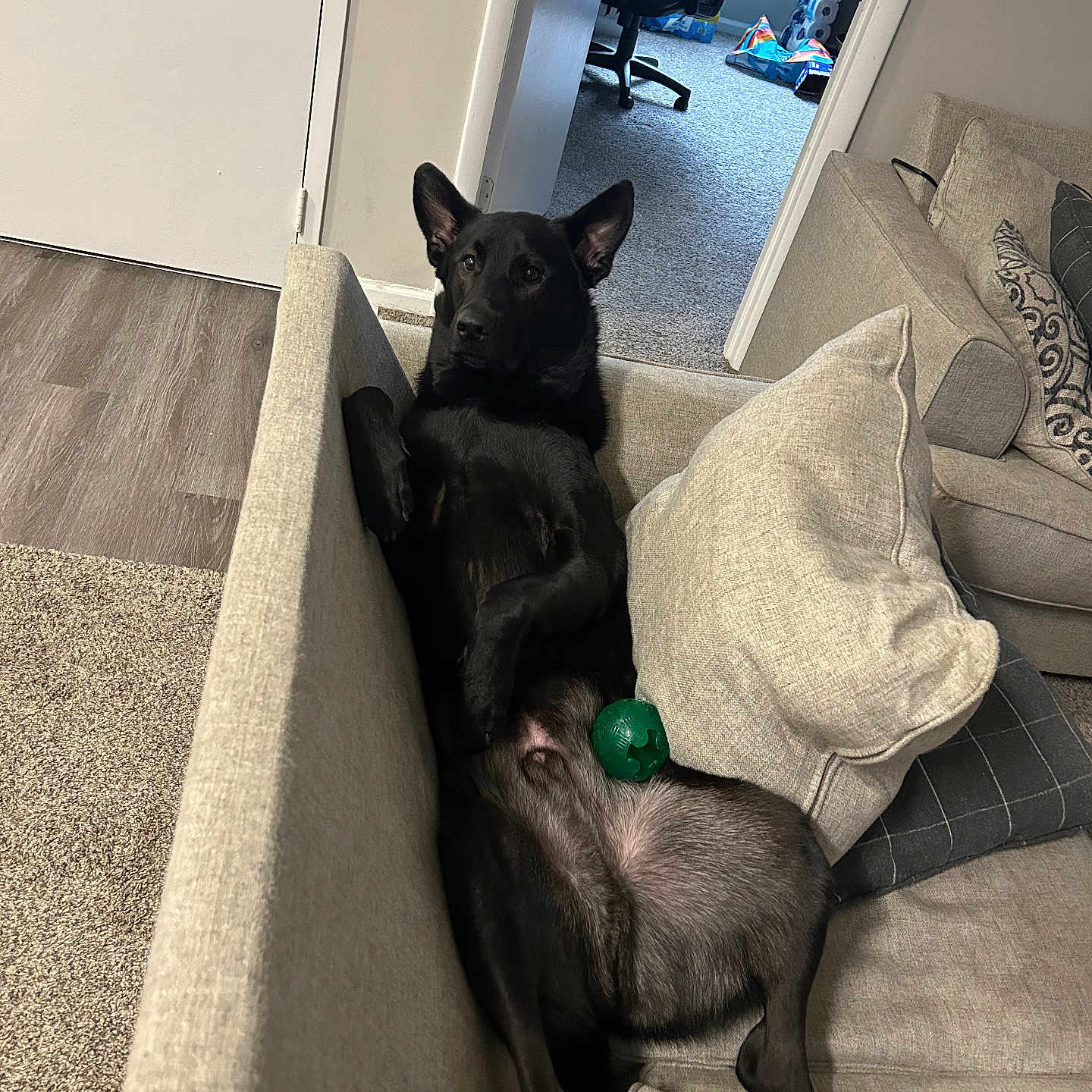 Mando is registered to the contest to win money with this photo: animal, architecture, building, canine, cat, chair, couch, cushion, dog, dogbed, furniture, homedecor, husky, indoors, interiordesign, kitten, livingroom, pet, puppy, room