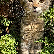 Barbie a rejoint le concours — aidez-le/la à gagner de superbes lots ! kitten, cat, tabby, fur, whiskers, greenery, bush, outdoor, nature, sunlight, curious, animal, pet, young, closeup, feline, plant, portrait, adorable, exploration