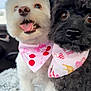 dog, two_dogs, poodle, toy_poodle, white_dog, black_dog, bandana, pink_bandana, tongue_out, close_up, fur, eyes, nose, pet, companion, car_interior, blanket, happy, portrait, accessory