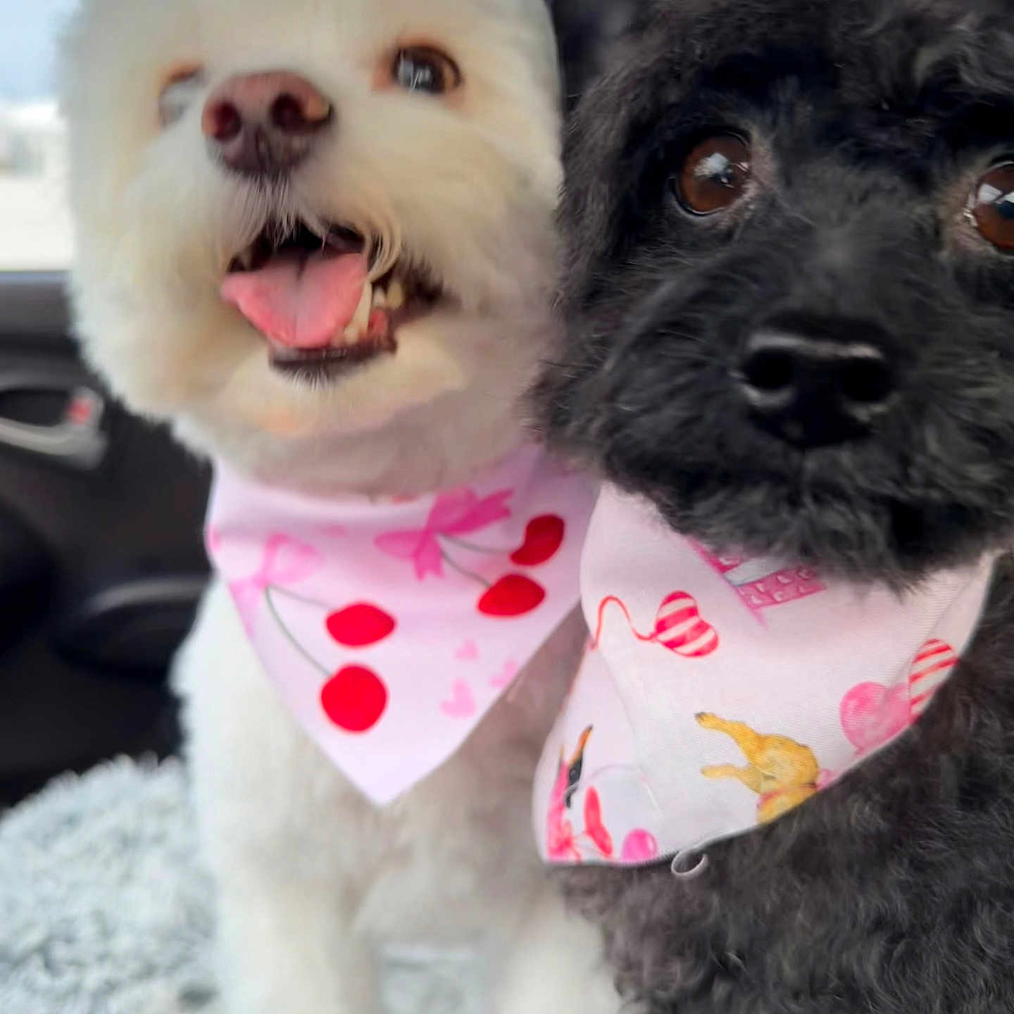 Luna Lucy joined the competition — help win amazing prizes! accessory, bandana, black_dog, blanket, car_interior, close_up, companion, dog, eyes, fur, happy, nose, pet, pink_bandana, poodle, portrait, tongue_out, toy_poodle, two_dogs, white_dog