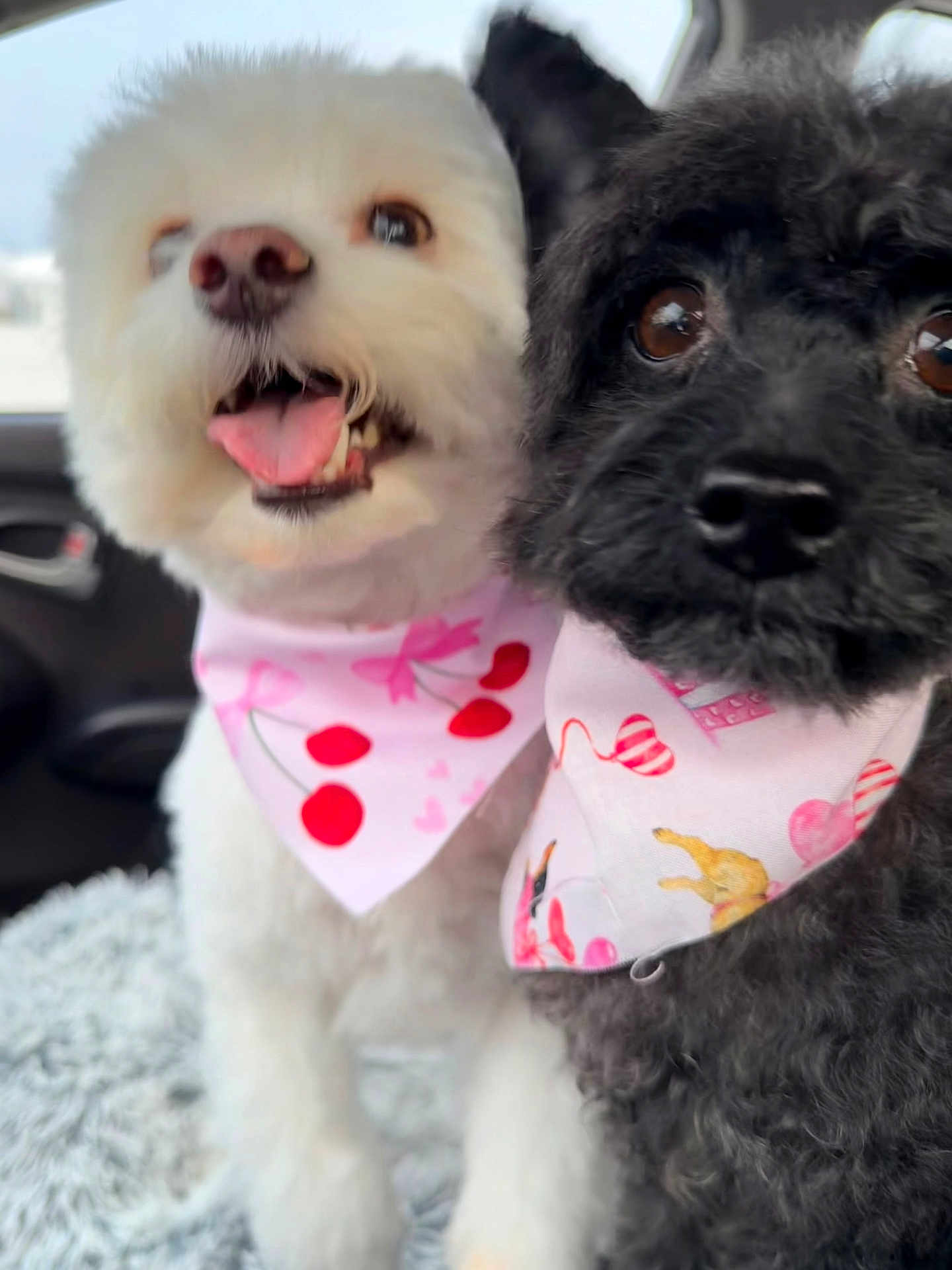 Luna Lucy joined the competition — help win amazing prizes! dog, two_dogs, poodle, toy_poodle, white_dog, black_dog, bandana, pink_bandana, tongue_out, close_up, fur, eyes, nose, pet, companion, car_interior, blanket, happy, portrait, accessory