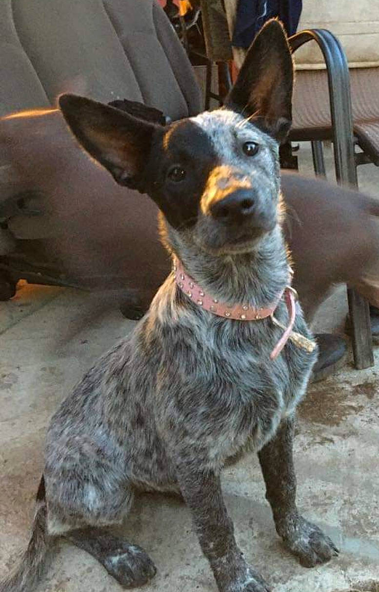 Bella joined the competition — help win amazing prizes! canidae, carnivore, companion_dog, dog, dog_breed, ear, fawn, fur, guard_dog, hunting_dog, non_sporting_group, prazsky_krysarik, snout, sporting_group, terrestrial_animal, toy_dog, whiskers, working_animal, working_dog