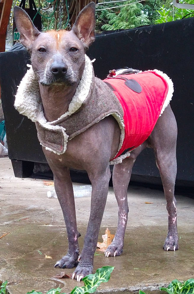 Canelo joined the competition — help win amazing prizes! canidae, carnivore, collar, companion_dog, dog, dog_breed, dog_supply, fawn, fur, grass, mexican_hairless_dog, non_sporting_group, peruvian_hairless_dog, pet_supply, snout, terrestrial_animal, working_animal