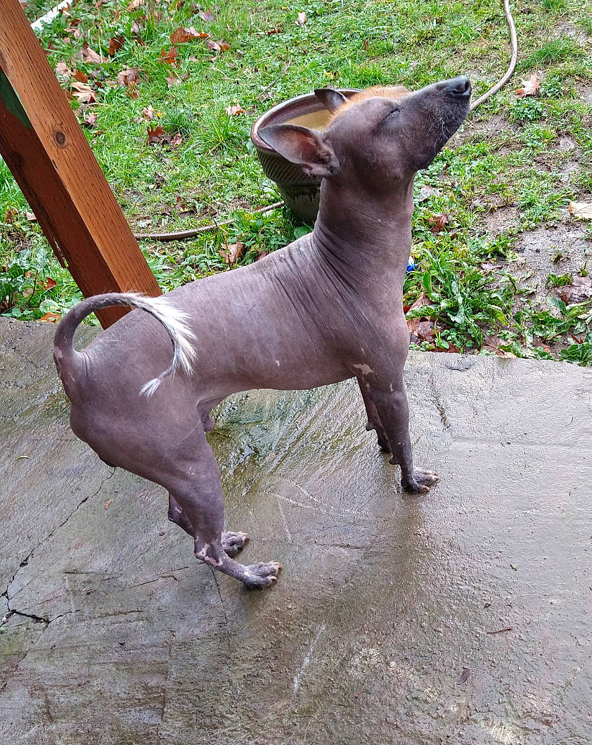 Canelo is registered to the contest to win money with this photo: art, canidae, carnivore, collar, companion_dog, dog, dog_breed, fawn, grass, liver, metal, mexican_hairless_dog, pet_supply, plant, snout, sporting_group, tail, terrestrial_animal, wildlife, working_animal