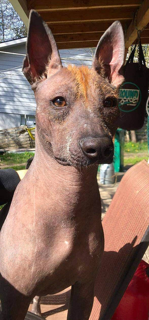 Canelo is registered to the contest to win money with this photo: canidae, carnivore, collar, companion_dog, dog, dog_breed, ear, fawn, fur, grass, jaw, liver, plant, snout, sporting_group, street_dog, terrestrial_animal, whiskers, wildlife, working_animal