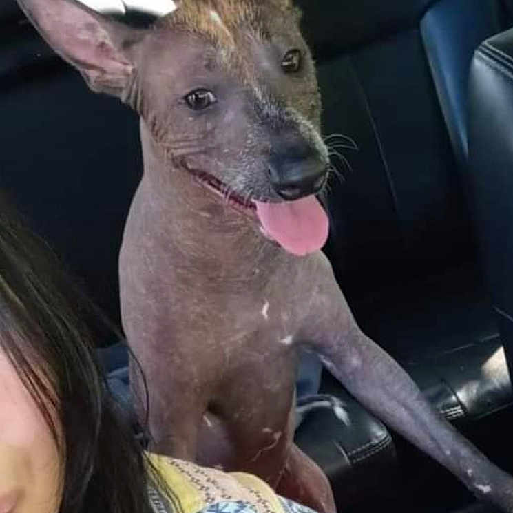 Canelo