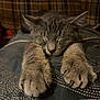 Hunter The Menace is registered to the contest to win money with this photo: cat, sleeping, paws, furry, close_up, indoor, cozy, resting, tabby, animal, pet, feline, cute, soft, claws, relaxed, warm_lighting, texture, fabric, pattern