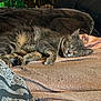 Hunter The Menace joined the competition — help win amazing prizes! cat, sleeping, tabby, couch, blanket, indoor, pet, furniture, cozy, resting, feline, domestic_animal, soft, patterned_fabric, cage, background, relaxation, fur, animal, home