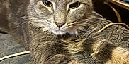 Hunter The Menace is registered to the contest to win money with this photo: cat, gray_tabby, pet, animal, stretching, paw, close_up, feline, indoor, relaxed, fur, whiskers, ears, face, patterned_fabric, couch, cozy, texture, home, resting