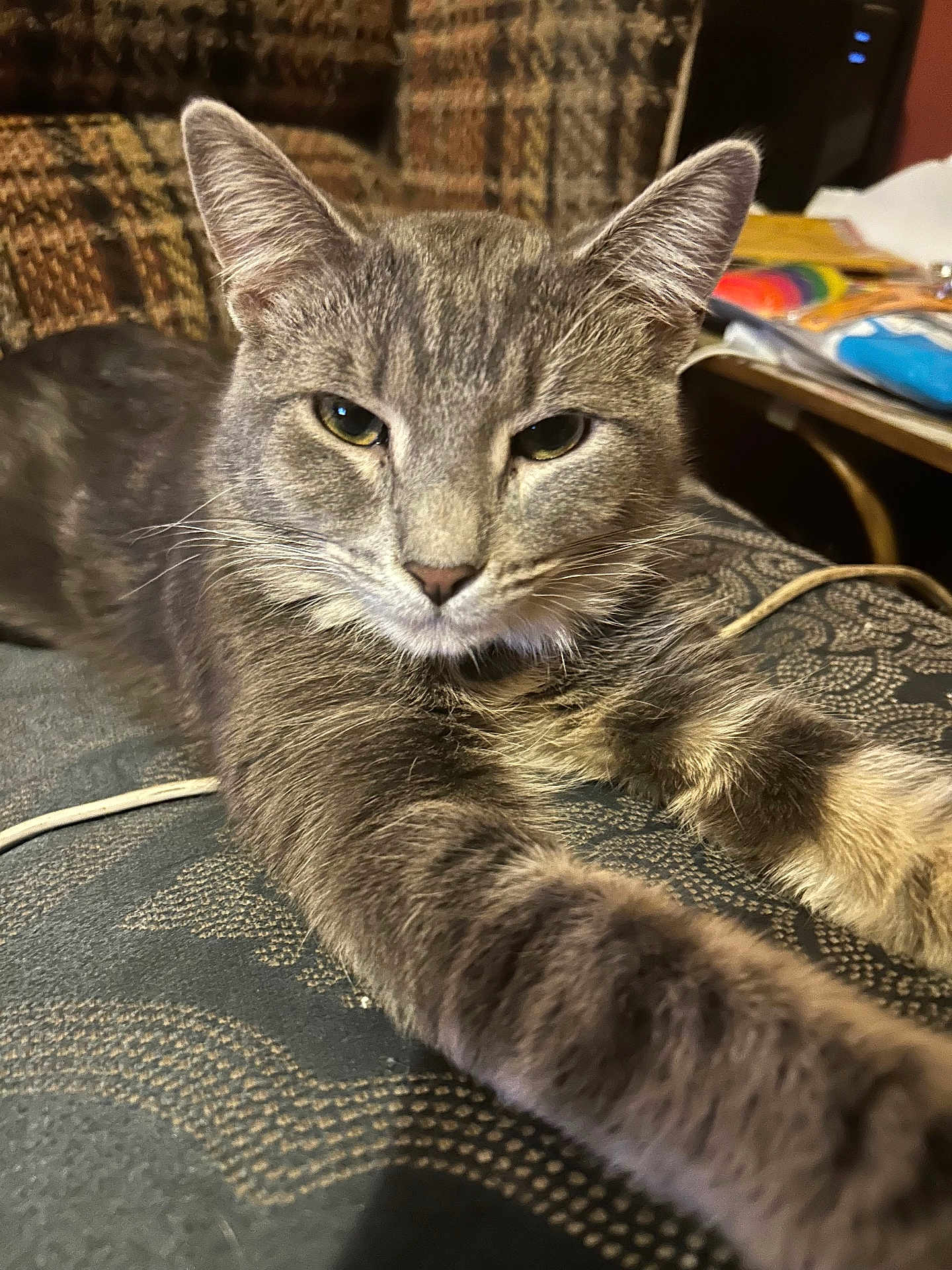 Hunter The Menace is registered to the contest to win money with this photo: cat, gray_tabby, pet, animal, stretching, paw, close_up, feline, indoor, relaxed, fur, whiskers, ears, face, patterned_fabric, couch, cozy, texture, home, resting