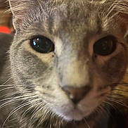 Hunter The Menace joined the competition — help win amazing prizes! cat, close_up, gray_tabby, whiskers, indoor, pet, curious, animal, feline, face, ears, eyes, fur, portrait, domestic_cat, closeup, looking, muzzle, soft_light, cute