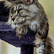Urcan a rejoint le concours — aidez-le/la à gagner de superbes lots ! animal, cat, cat_tree, closeup, feline, fluffy, fur, household, indoor, long_fur, lounging, mammal, pet, portrait, purple, relaxed, resting, tabby, whiskers, yellow_eyes