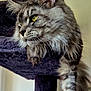 animal, cat, cat_tree, closeup, feline, fluffy, fur, household, indoor, long_fur, lounging, mammal, pet, portrait, purple, relaxed, resting, tabby, whiskers, yellow_eyes