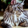 Urcan participe au concours pour gagner de l'argent avec cette photo : animal, background_blur, cat, closeup, domestic_cat, ear, feline, fluffy, fur, green_eyes, houseplant, indoor, laying_down, long_hair, paw, pet, portrait, relaxed, soft_light, whiskers