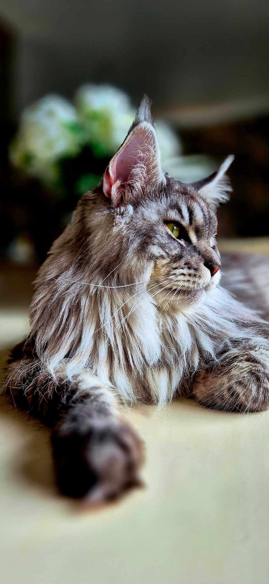 Urcan participe au concours pour gagner de l'argent avec cette photo : animal, background_blur, cat, closeup, domestic_cat, ear, feline, fluffy, fur, green_eyes, houseplant, indoor, laying_down, long_hair, paw, pet, portrait, relaxed, soft_light, whiskers