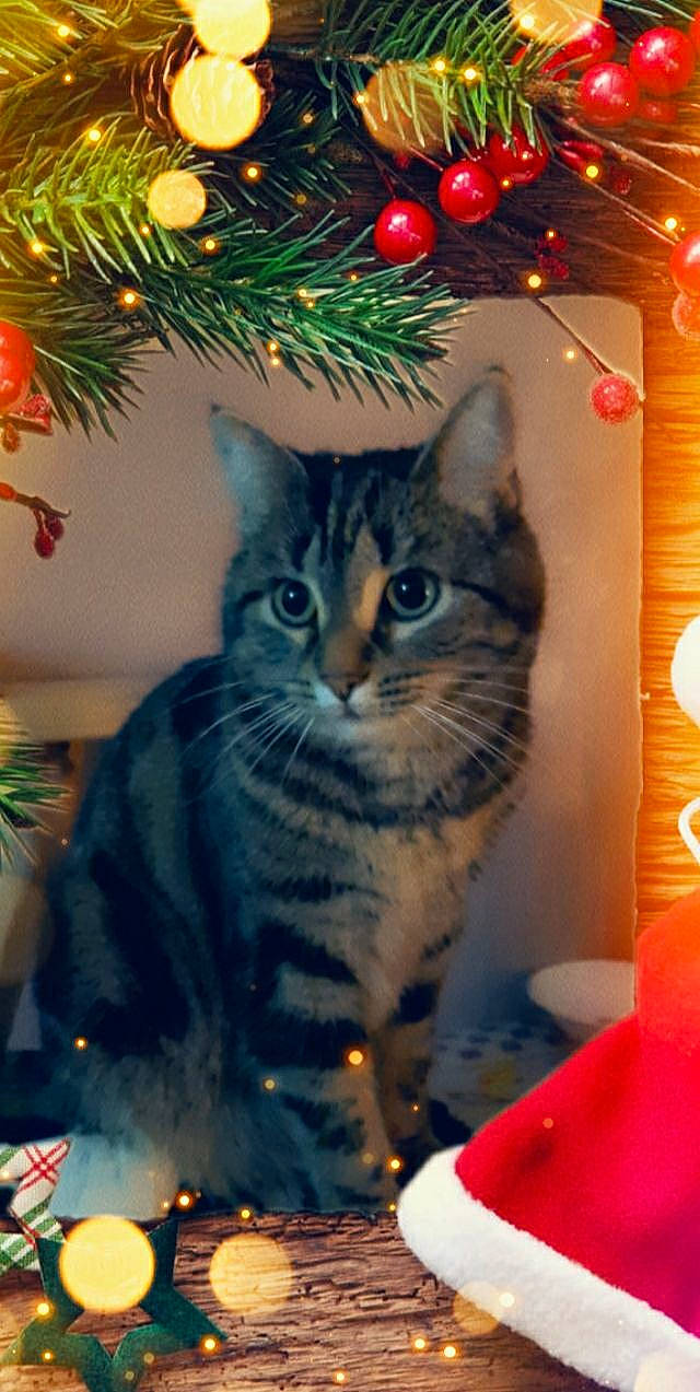 Nala participe au concours pour gagner de l'argent avec cette photo : carnivore, cat, christmas, christmas_decoration, christmas_eve, christmas_ornament, christmas_tree, conifer, event, evergreen, felidae, fur, holiday, holiday_ornament, light, lighting, ornament, small_to_medium_sized_cats, whiskers, woody_plant