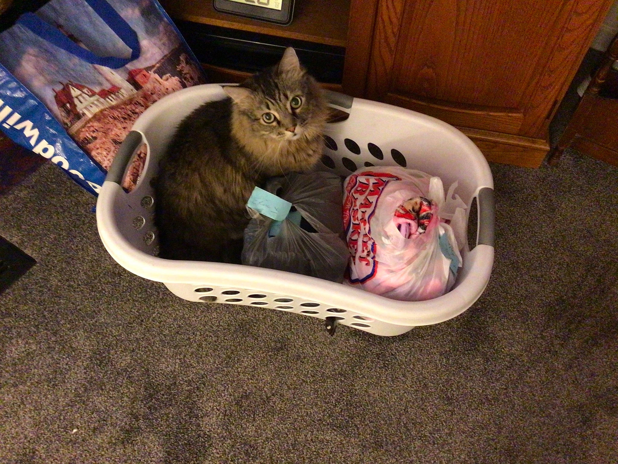 Spaz is registered to the contest to win money with this photo: baggage, cabinetry, carnivore, cat, cat_bed, cat_supply, chest_of_drawers, comfort, cupboard, display_device, drawer, dresser, felidae, pet_supply, small_to_medium_sized_cats, tabby_cat, varnish, vertebrate, whiskers, wood_stain