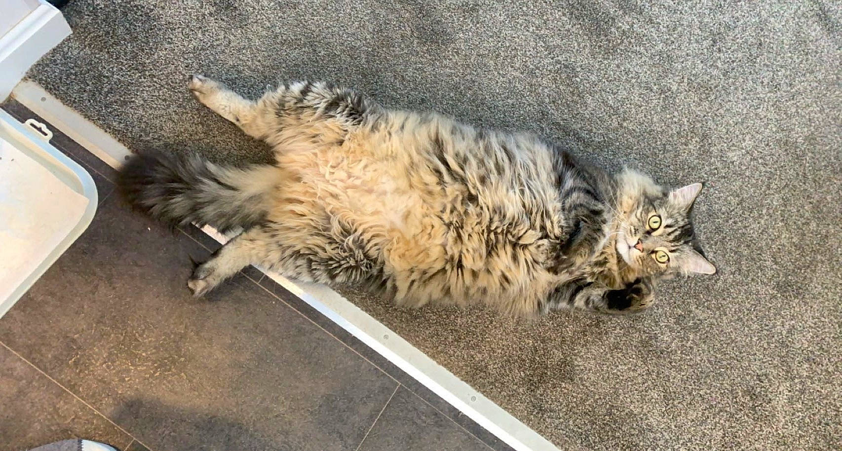 Spaz joined the competition — help win amazing prizes! carnivore, cat, domestic_long_haired_cat, felidae, fur, paw, small_to_medium_sized_cats, tail, terrestrial_animal, whiskers