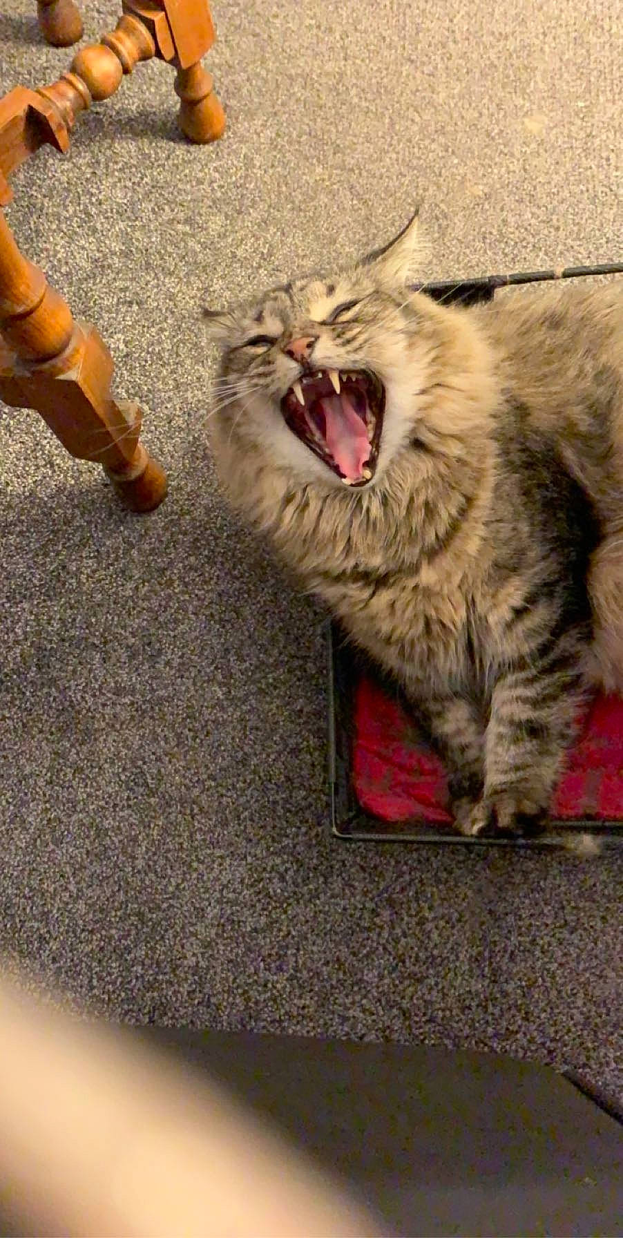 Spaz joined the competition — help win amazing prizes! boot, carnivore, cat, facial_expression, fang, felidae, fur, organ, paw, small_to_medium_sized_cats, snout, tongue, tooth, vertebrate, whiskers, yawn